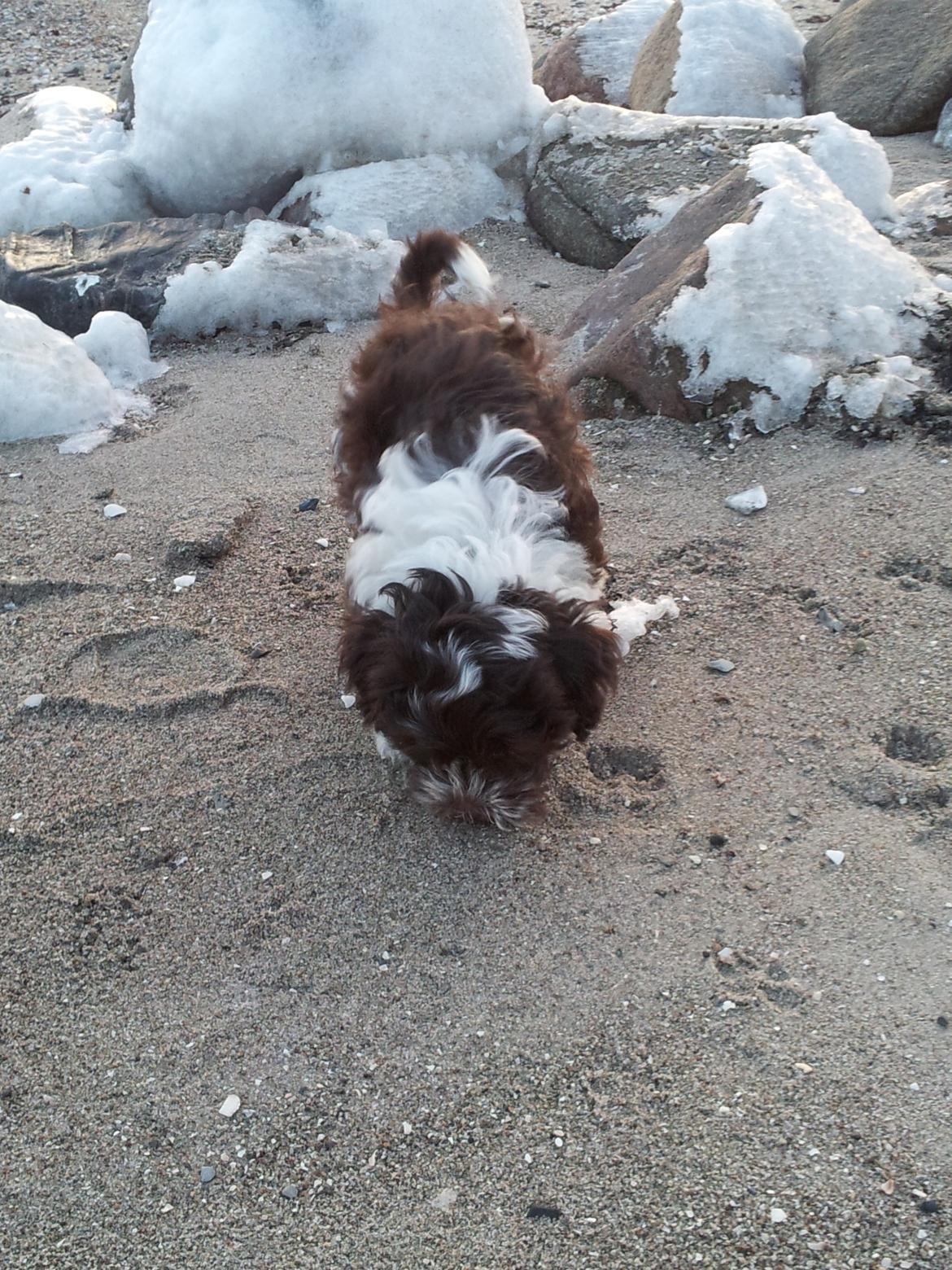 Bichon havanais Charlie billede 9