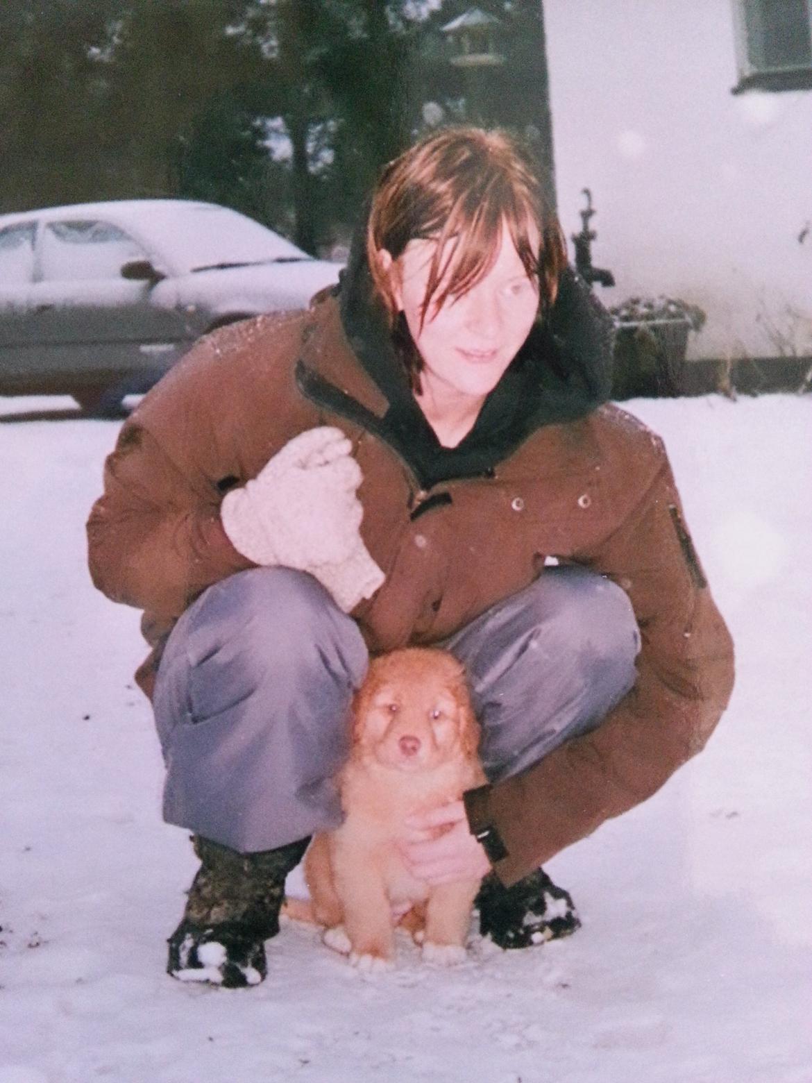 Nova scotia duck tolling retriever Mika "Himmelhund"  - Billede fra første uge vi havde hende hjemme billede 47