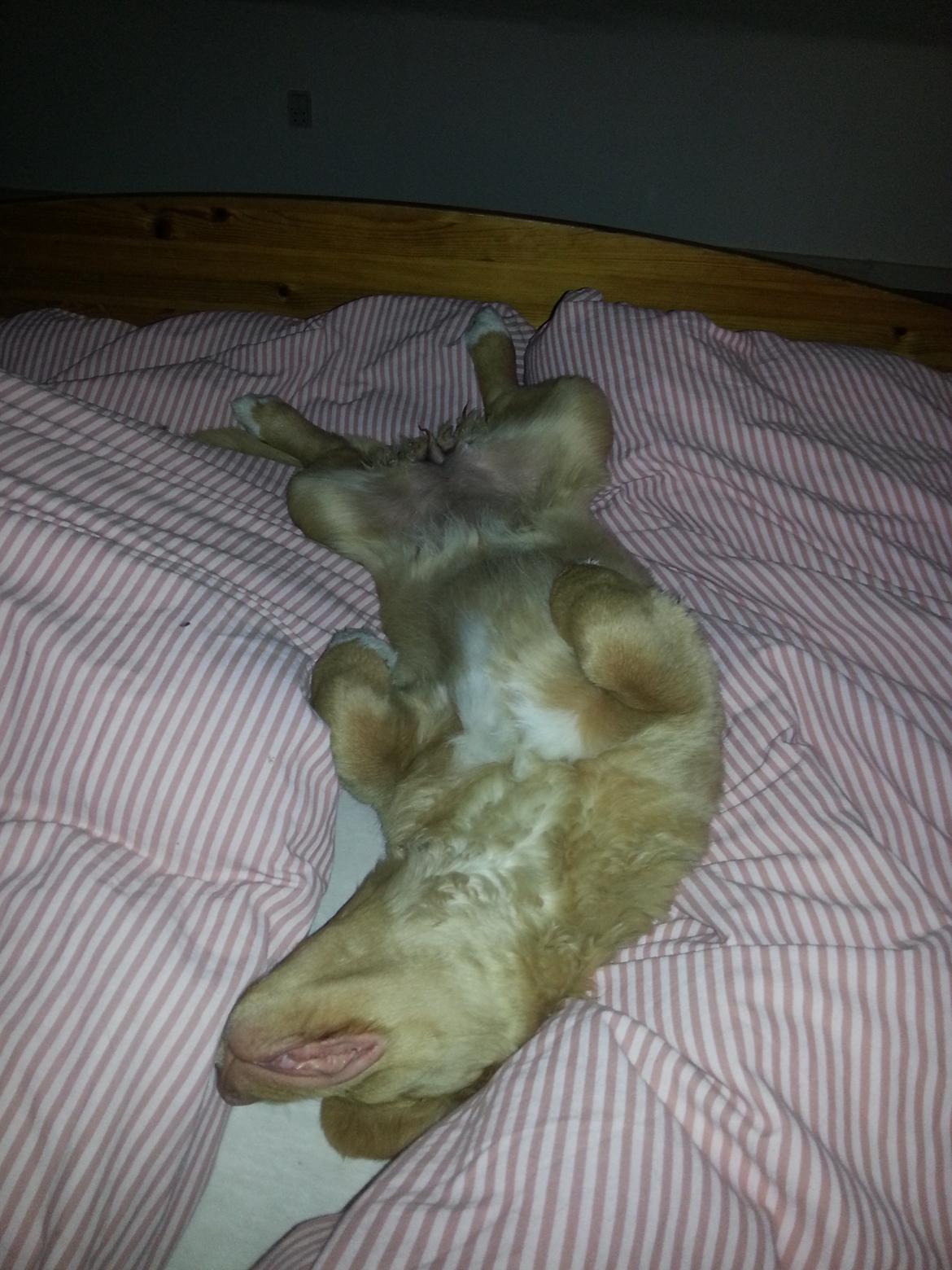 Nova scotia duck tolling retriever Mika "Himmelhund"  - Hyggefis :P billede 31