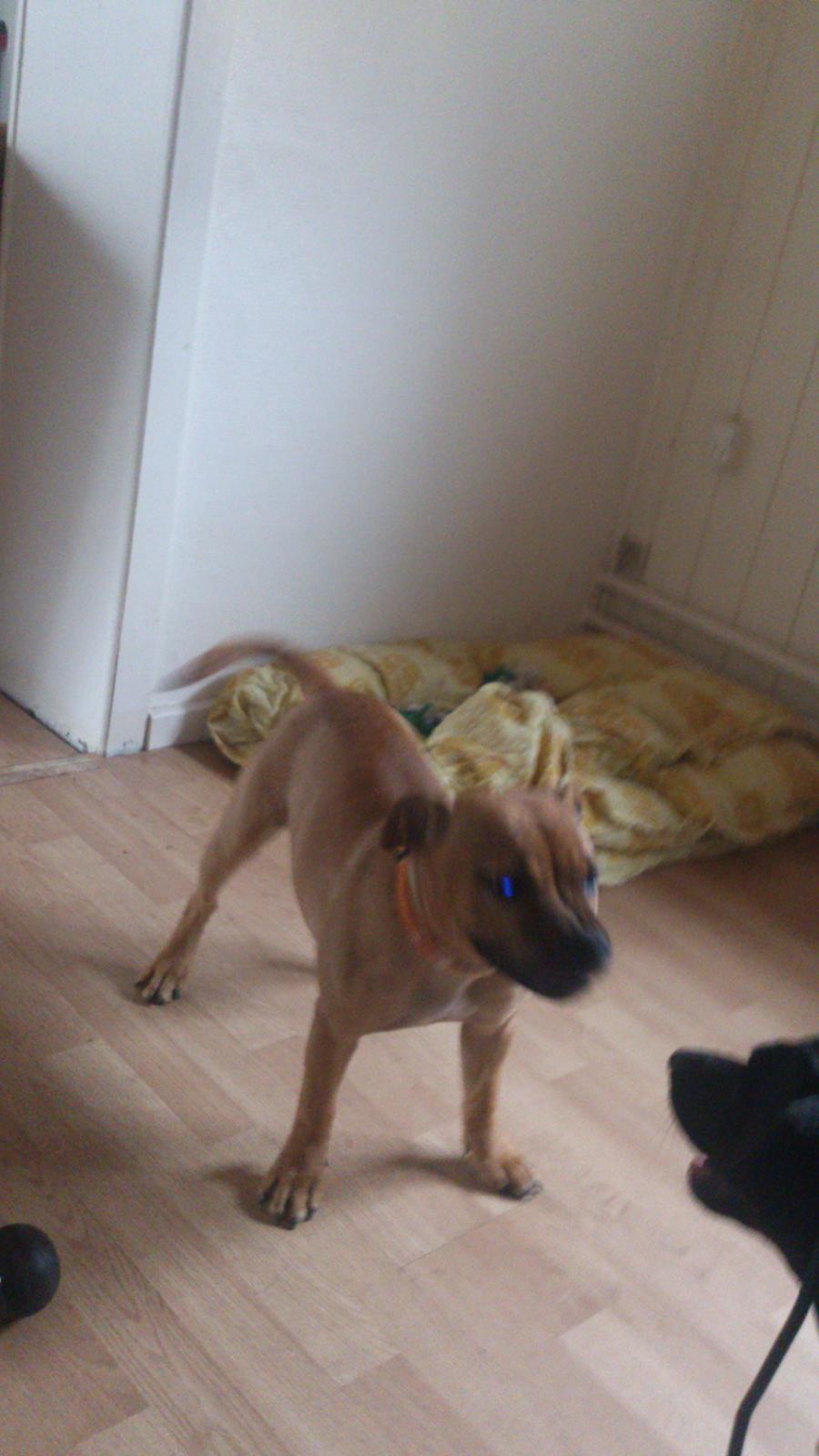 Staffordshire bull terrier nelly billede 10