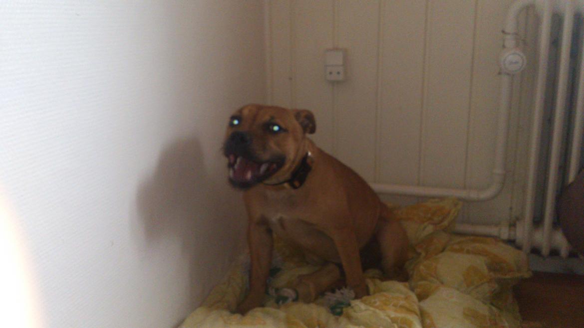 Staffordshire bull terrier nelly billede 11