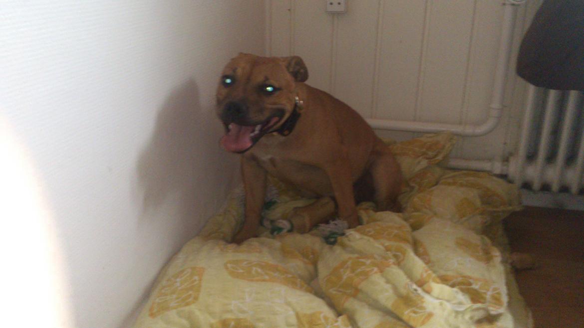 Staffordshire bull terrier nelly billede 12