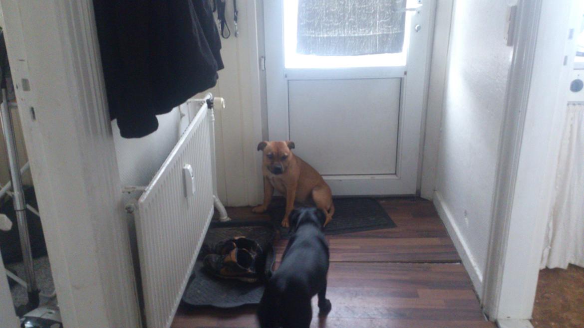 Staffordshire bull terrier nelly billede 13