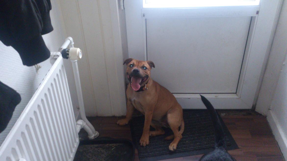 Staffordshire bull terrier nelly billede 9
