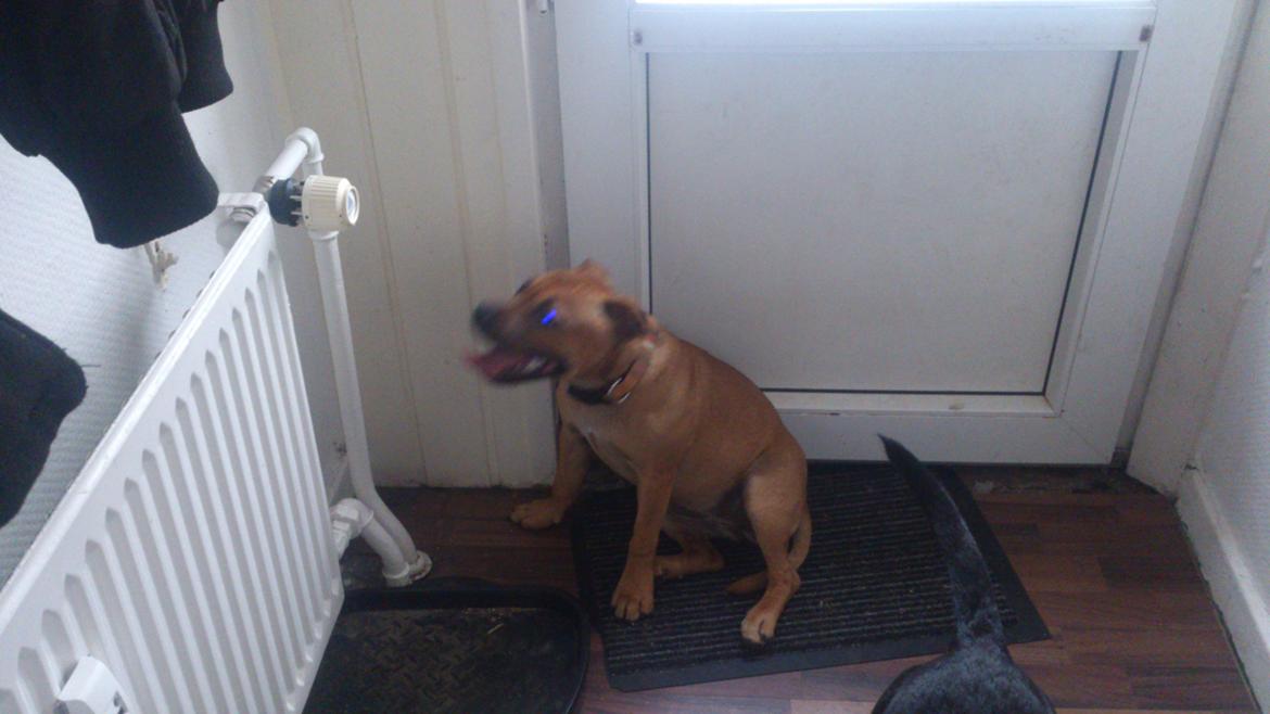 Staffordshire bull terrier nelly billede 14