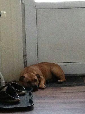 Staffordshire bull terrier nelly billede 8