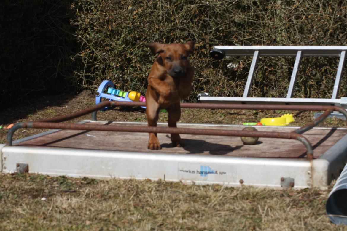 Rhodesian ridgeback Lewanika Inkosi billede 1