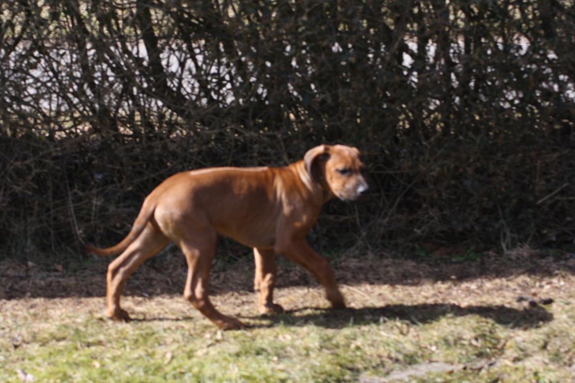 Rhodesian ridgeback Lewanika Inkosi billede 2