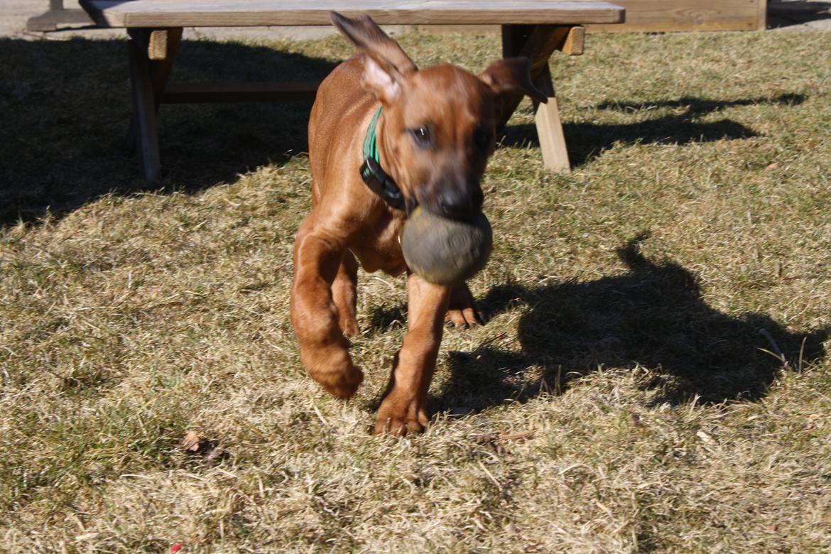 Rhodesian ridgeback Lewanika Inkosi billede 3