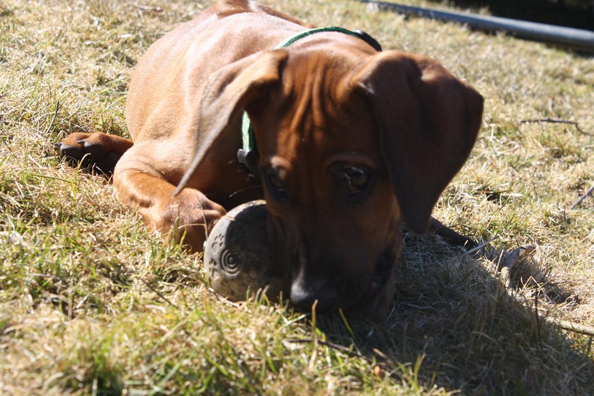 Rhodesian ridgeback Lewanika Inkosi billede 4