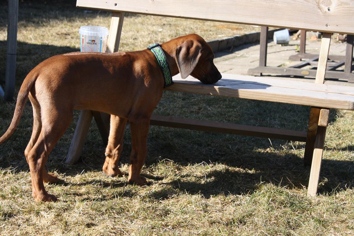 Rhodesian ridgeback Lewanika Inkosi billede 5