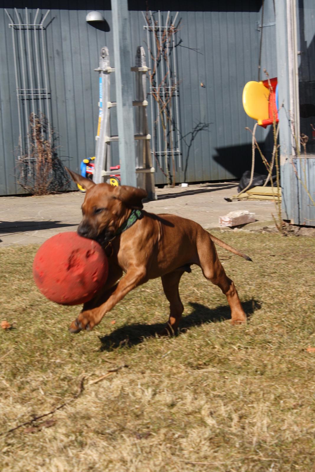 Rhodesian ridgeback Lewanika Inkosi billede 6
