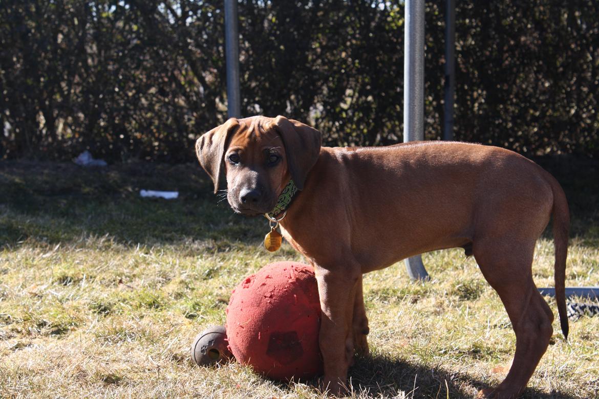 Rhodesian ridgeback Lewanika Inkosi billede 7