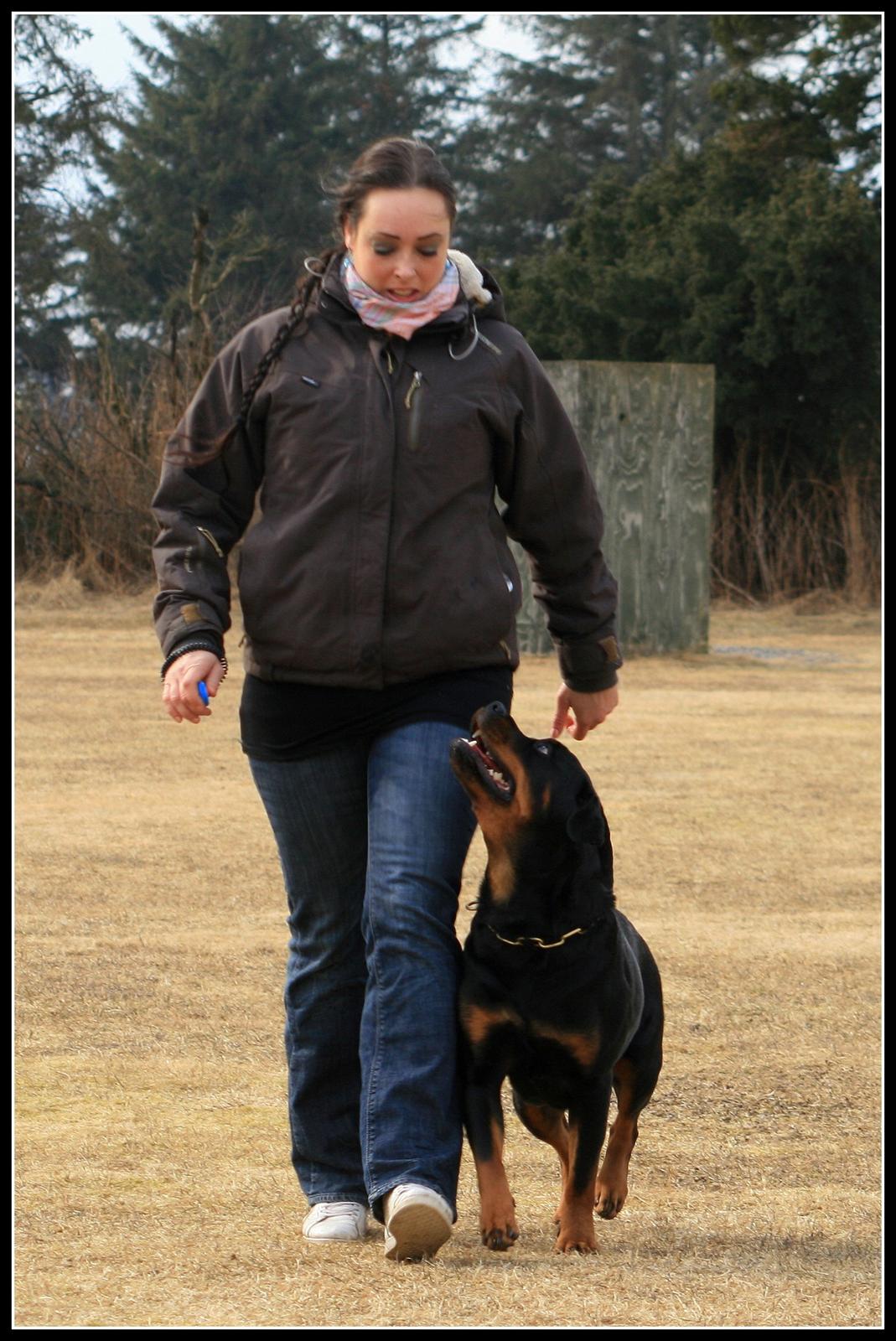 Rottweiler Lijepo´s Deedee - Fri ved fod, 3 år billede 3