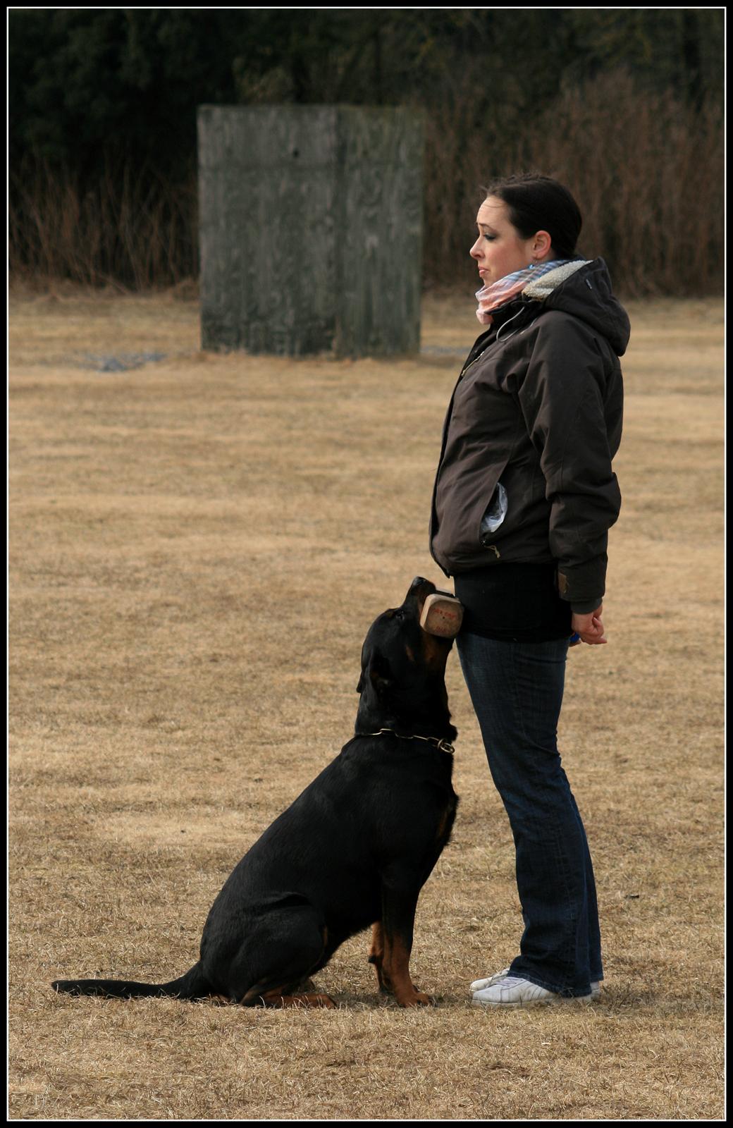 Rottweiler Lijepo´s Deedee - Apport, afslutning, 3 år billede 18