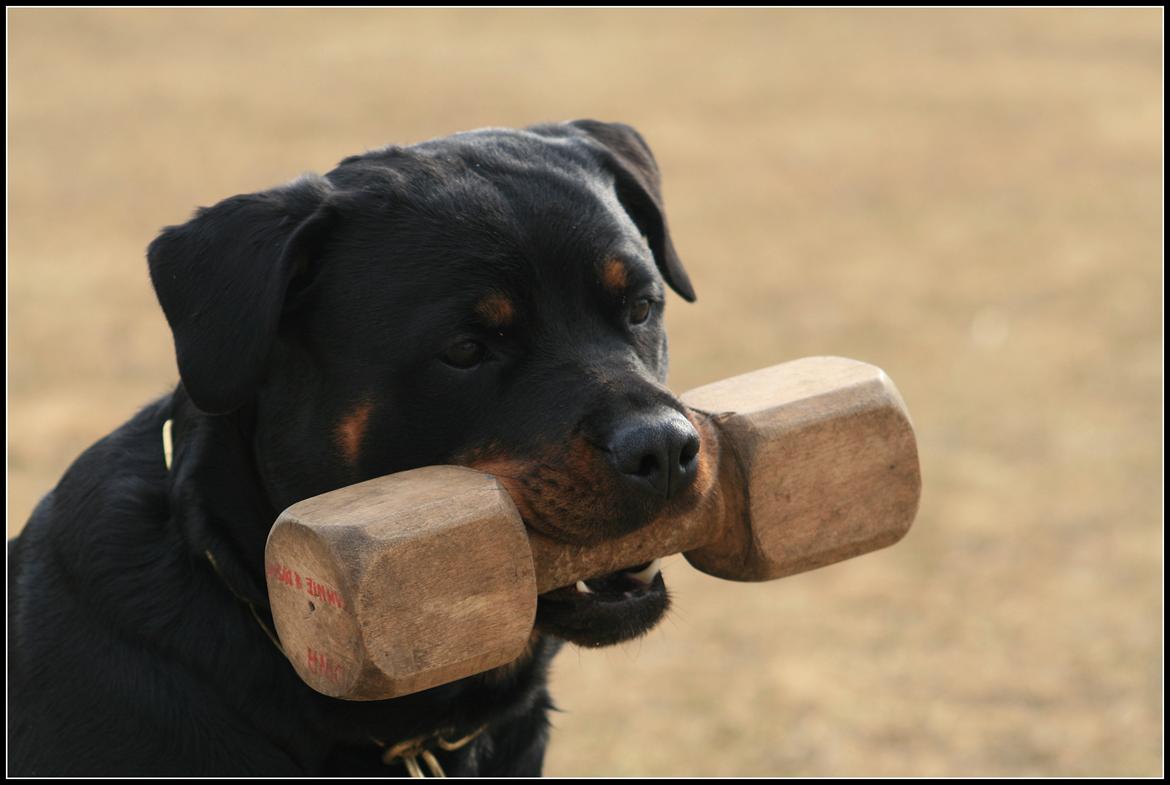 Rottweiler Lijepo´s Deedee - For fotografens skyld billede 19