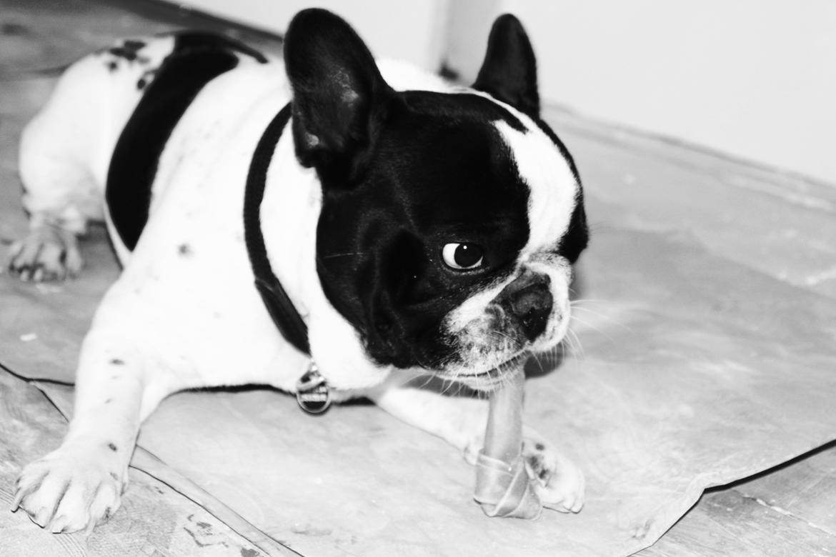 Fransk bulldog Milo billede 6