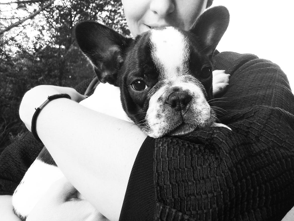 Fransk bulldog Milo billede 11