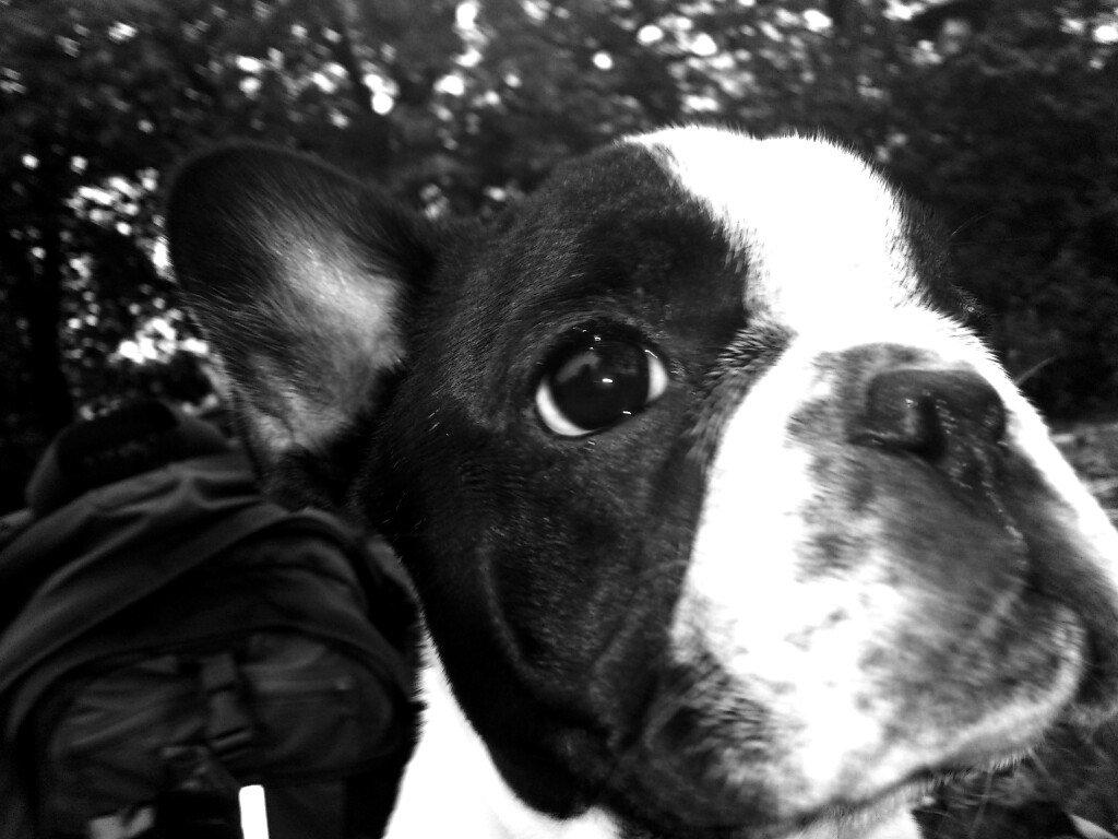 Fransk bulldog Milo billede 10