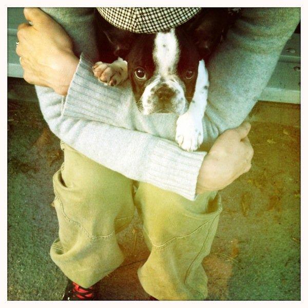 Fransk bulldog Milo billede 12