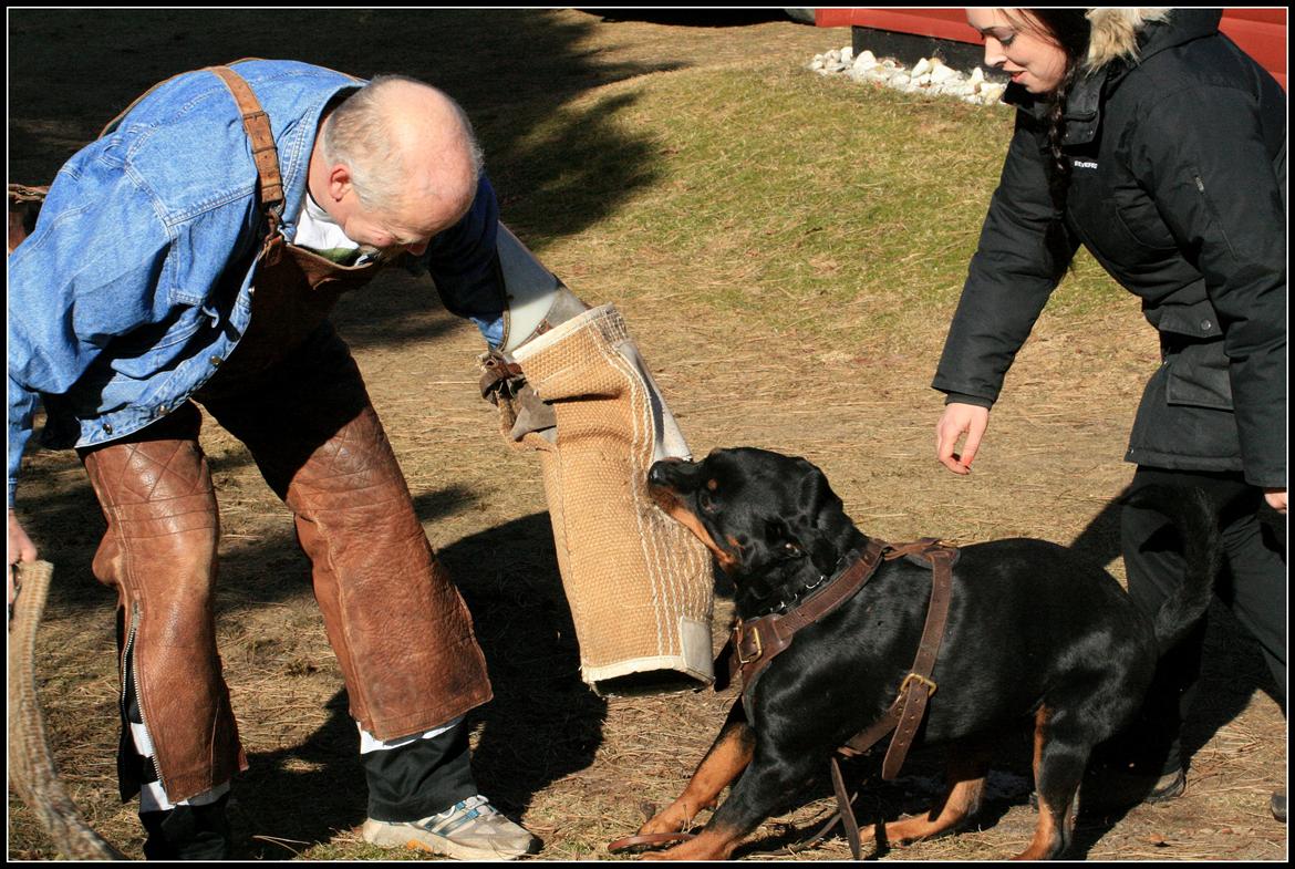 Rottweiler Lijepo´s Deedee - Ved at vinde ærmet, 3 år :-) billede 20