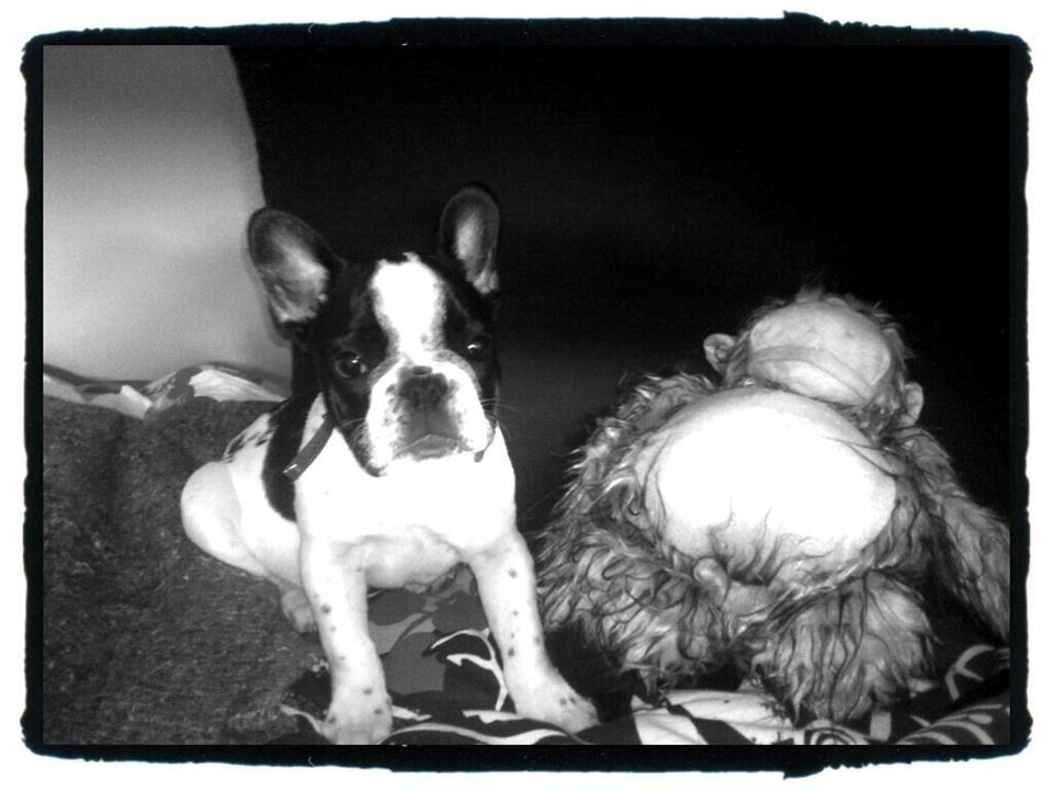Fransk bulldog Milo billede 8