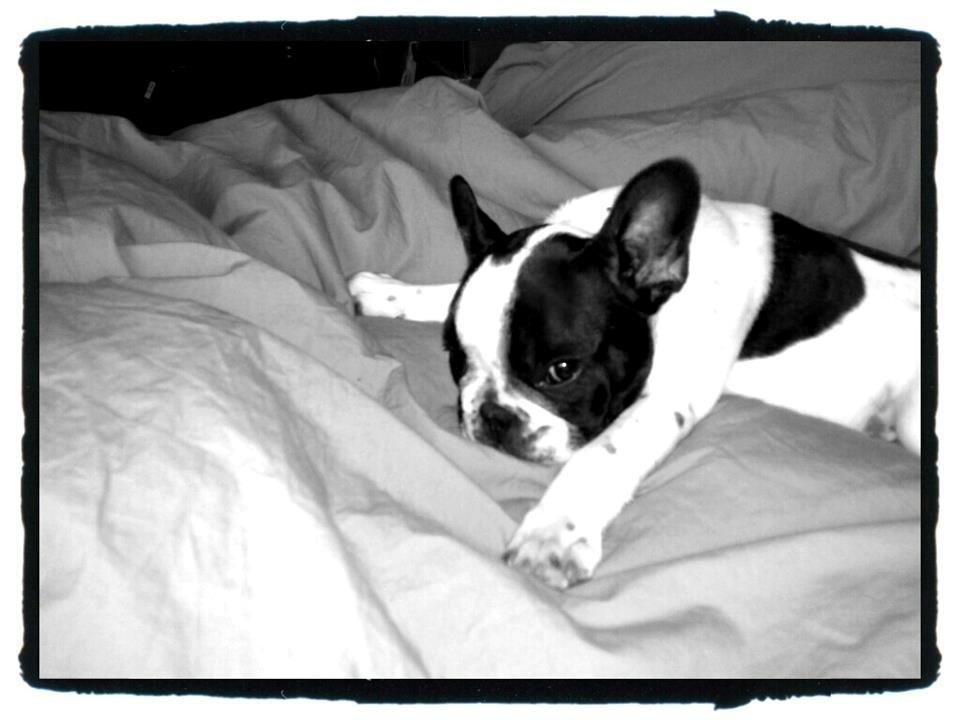 Fransk bulldog Milo billede 9