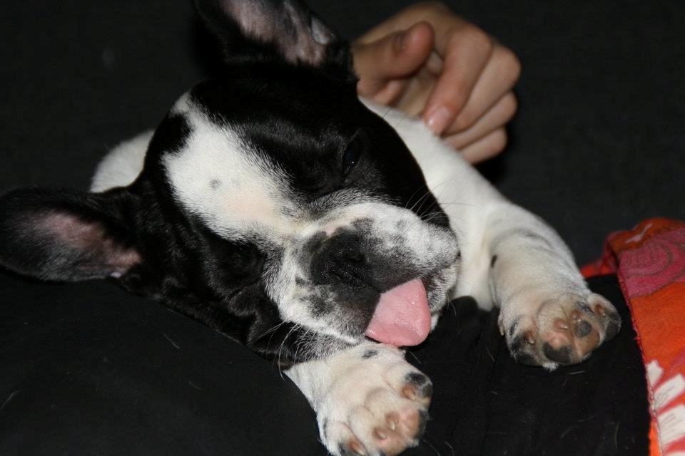 Fransk bulldog Milo billede 7