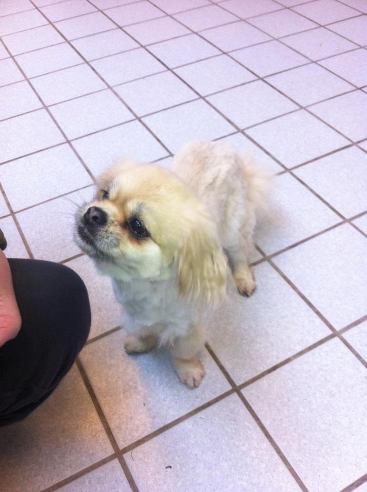 Tibetansk spaniel Sorba billede 2