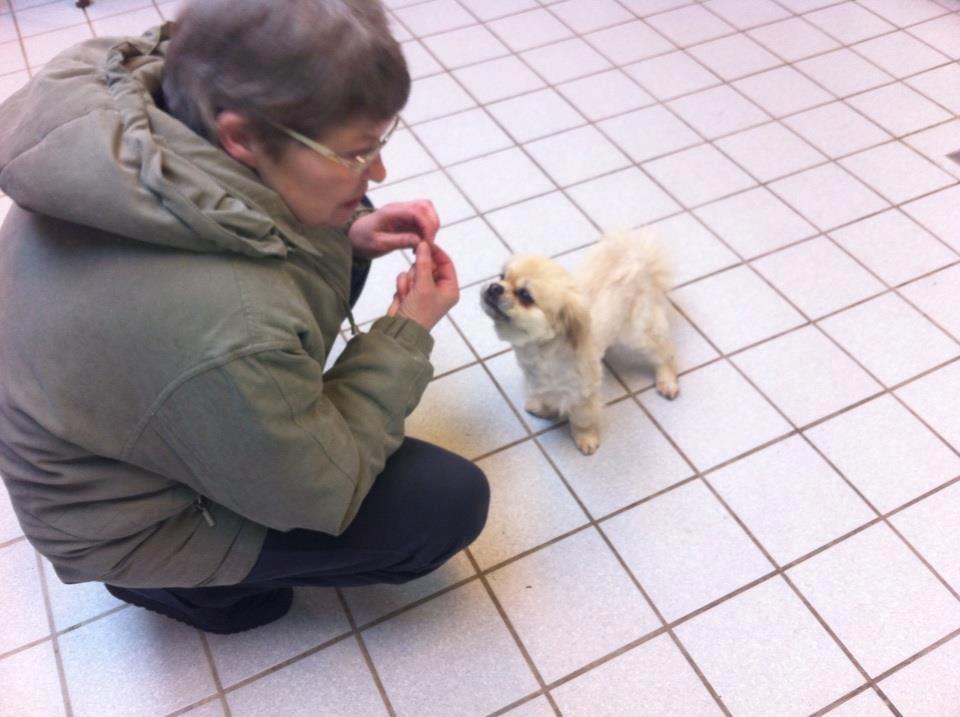 Tibetansk spaniel Sorba billede 3