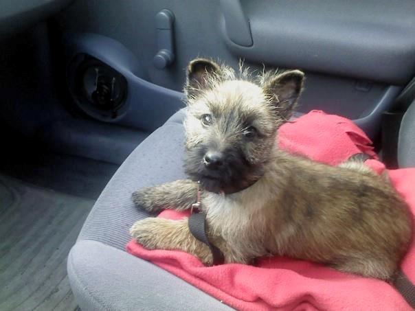 Cairn terrier Malou - Da jeg skulle til jylland og hente Malou, turen på vej hjem :-) billede 1