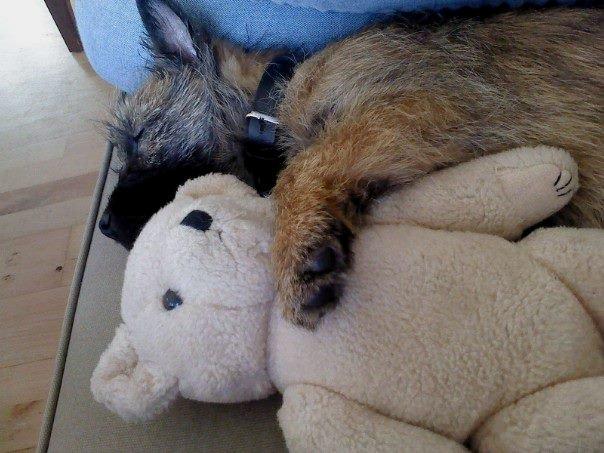 Cairn terrier Malou - Da vi var kommet hjem, efter jeg havde hentet hende, en meget træt hund, sammen med sin nye bamse. ;-) billede 2