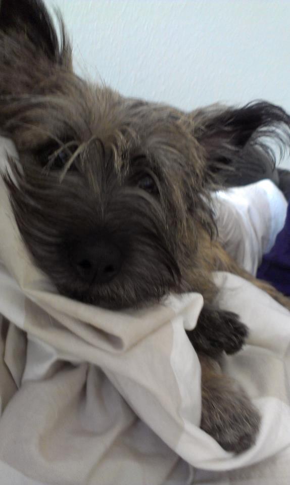 Cairn terrier Malou - En dag med sofahygge og film.  billede 4