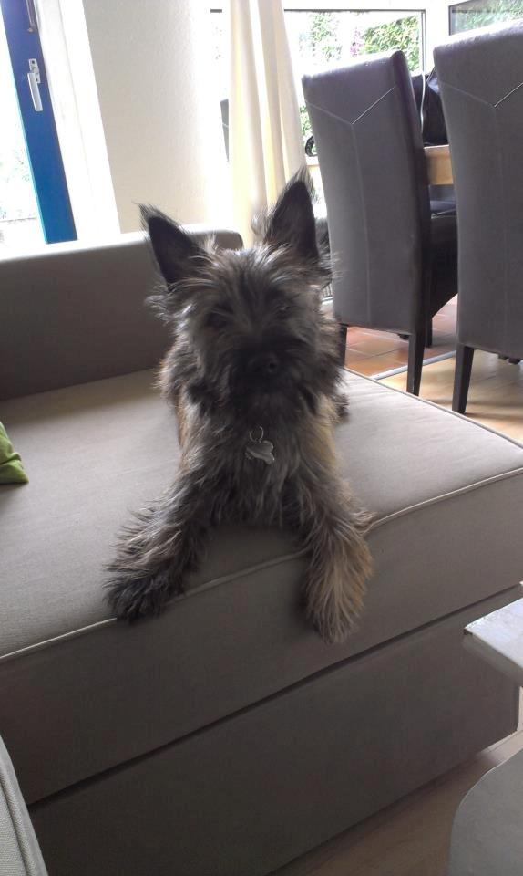 Cairn terrier Malou - En flot lille tøs! billede 5
