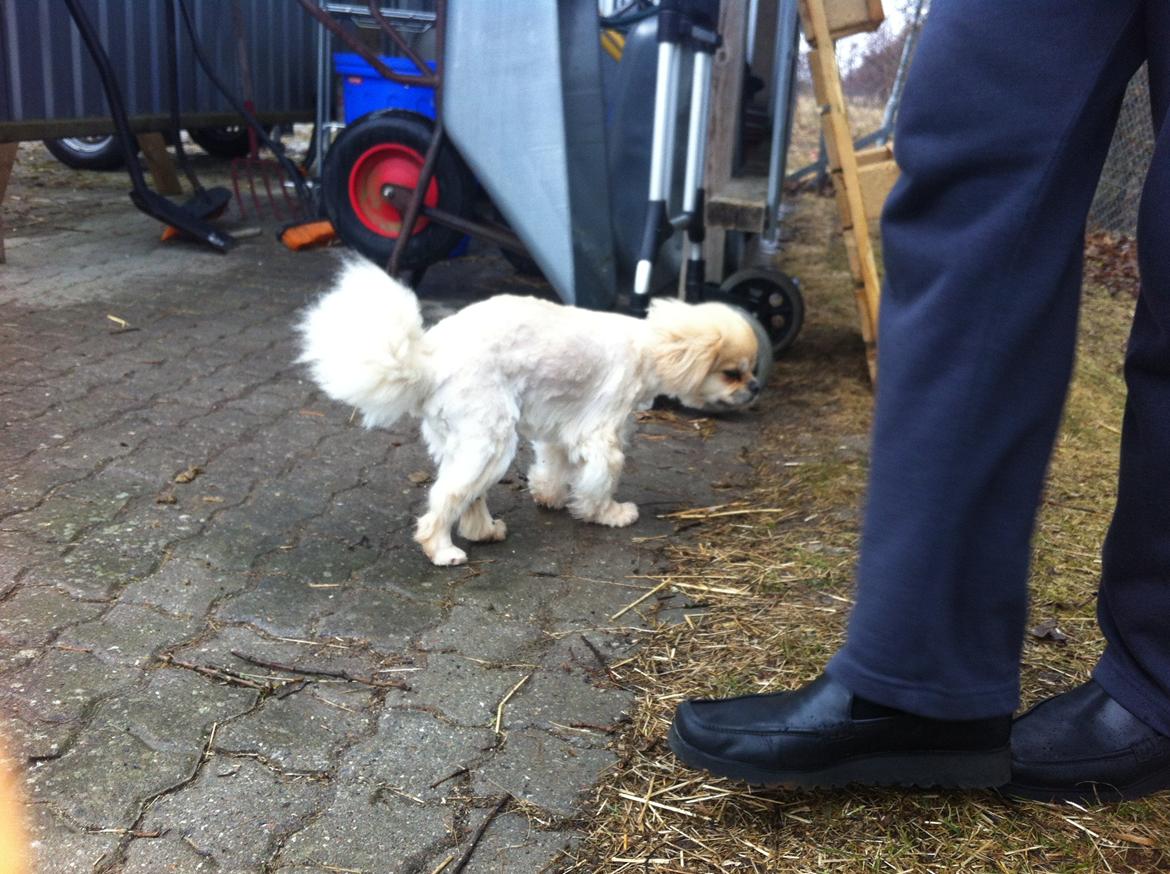 Tibetansk spaniel Sorba billede 4