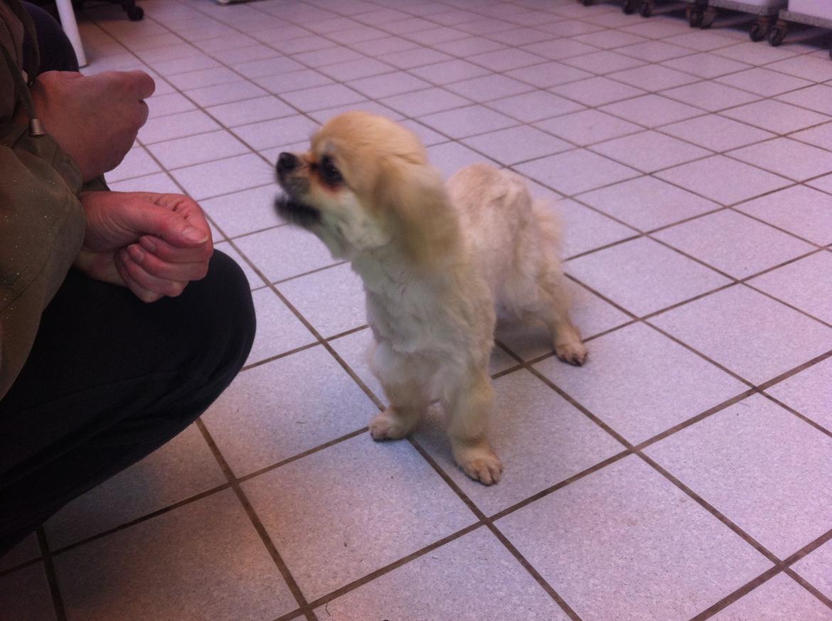 Tibetansk spaniel Sorba billede 5