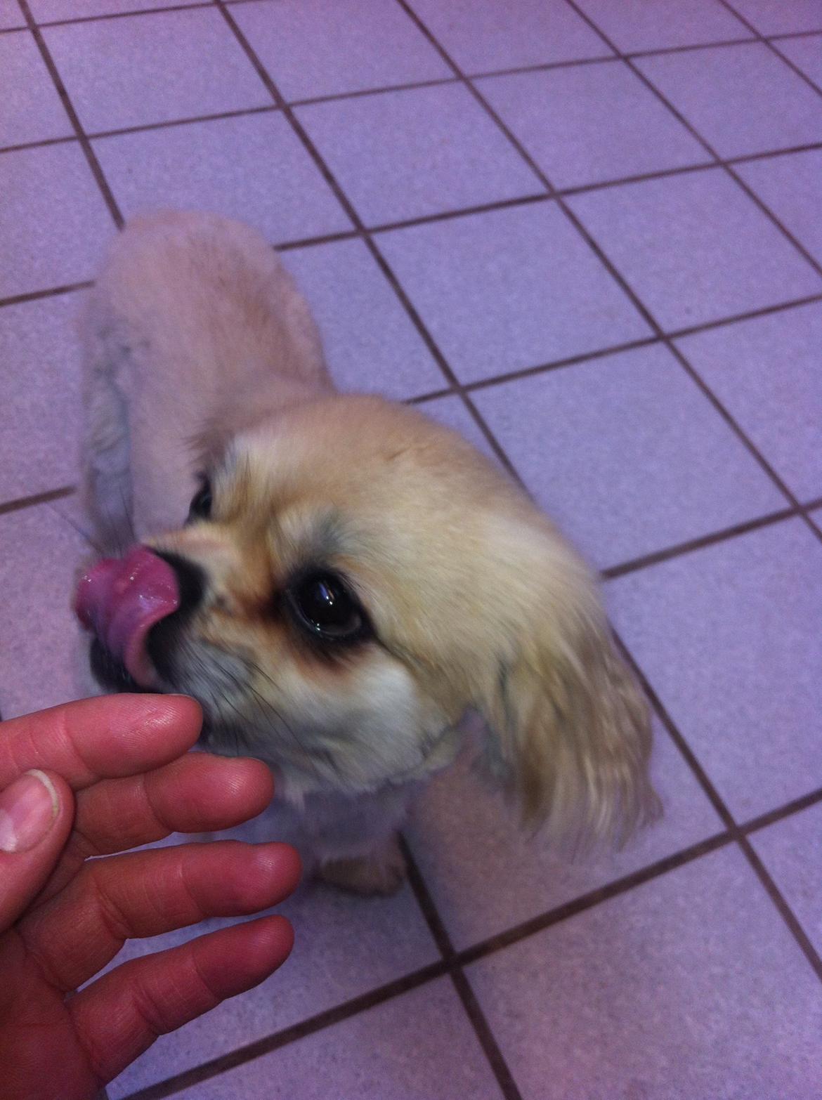 Tibetansk spaniel Sorba billede 6