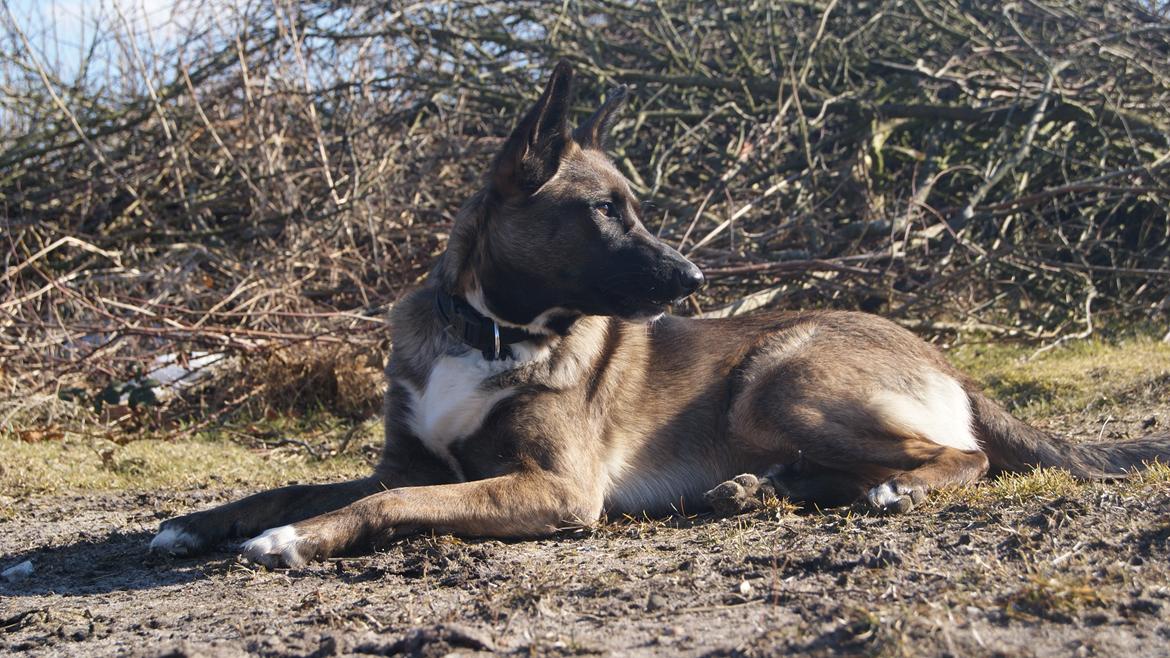 Blanding af racer Malou "Mulle" - Malou, som nyder den første forårssol;) billede 9
