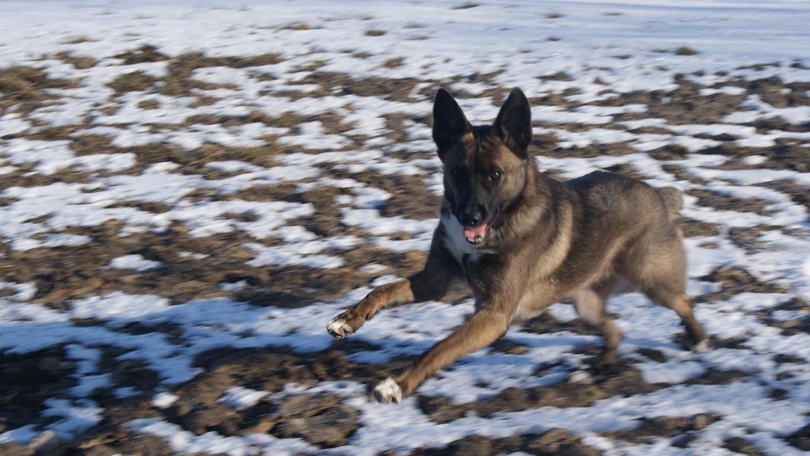 Blanding af racer Malou "Mulle" - Dejlige hund:) billede 4