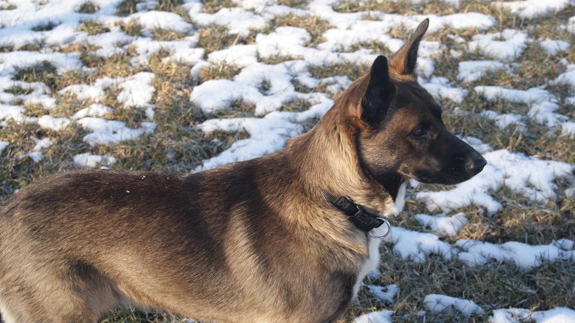 Blanding af racer Malou "Mulle" - "Stener" du lidt? billede 13