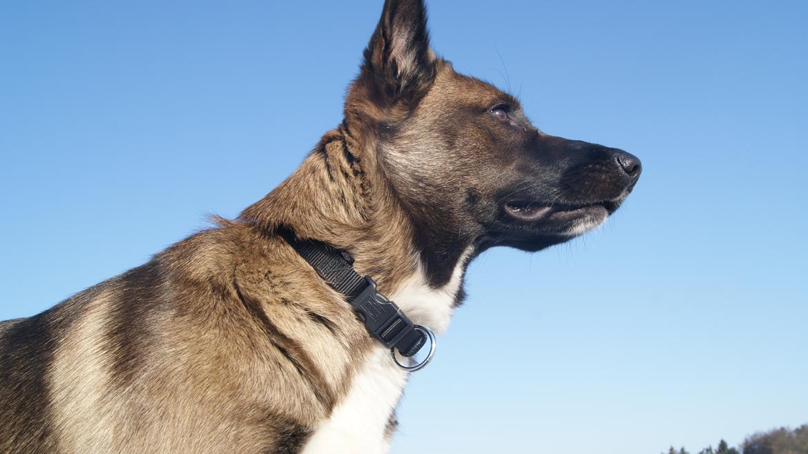 Blanding af racer Malou "Mulle" - Malou, og hendes dejlige "savle-trekant" ;) billede 12