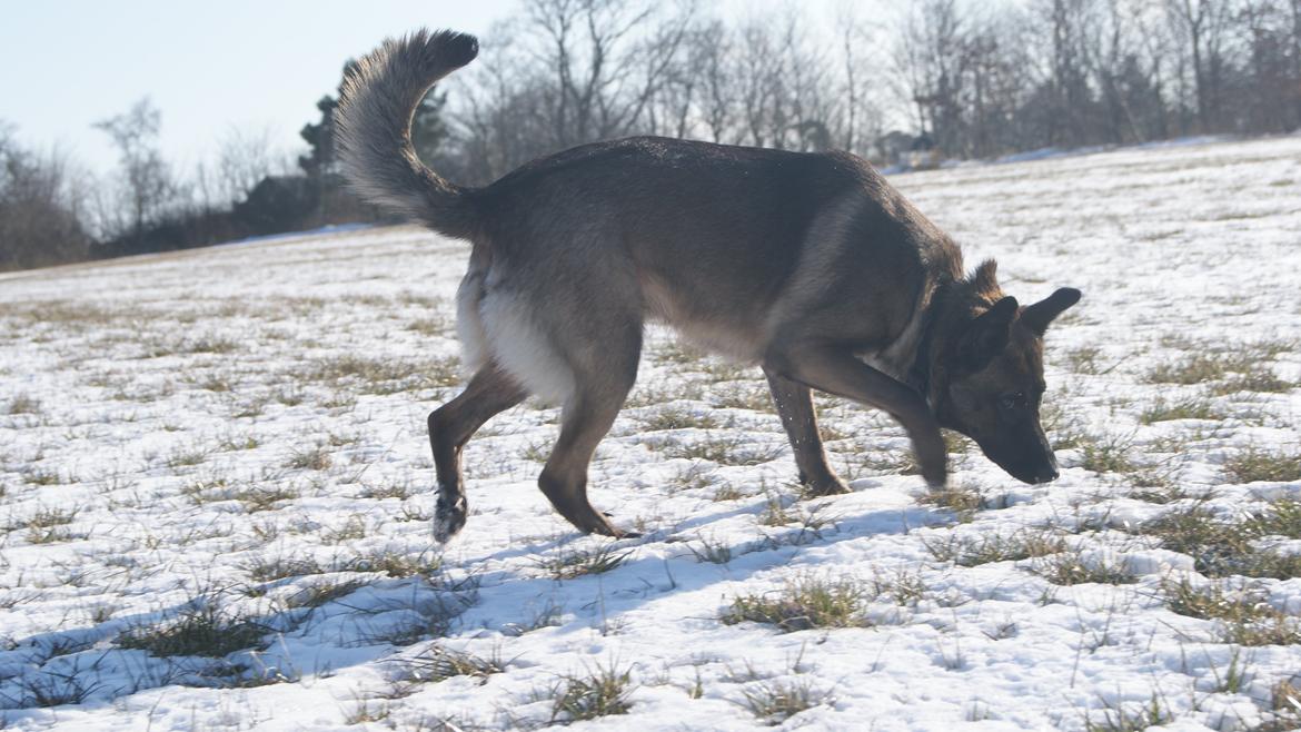 Blanding af racer Malou "Mulle" - Sne, er da bare det bedste! billede 17