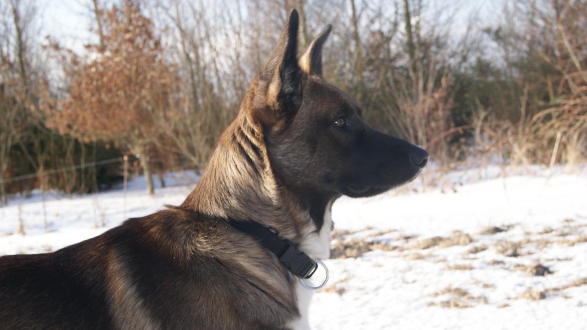 Blanding af racer Malou "Mulle" - Smukke tøs :) billede 18