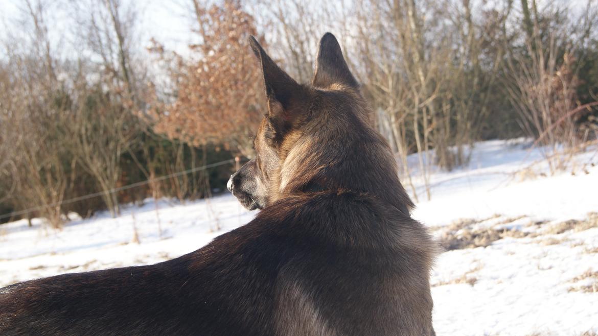 Blanding af racer Malou "Mulle" - Nyder lige udsigten. billede 2