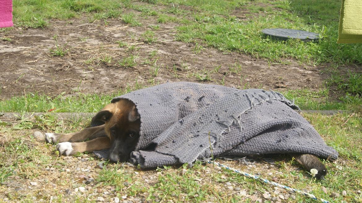 Blanding af racer Malou "Mulle" - Min lille pøls'<3 billede 7