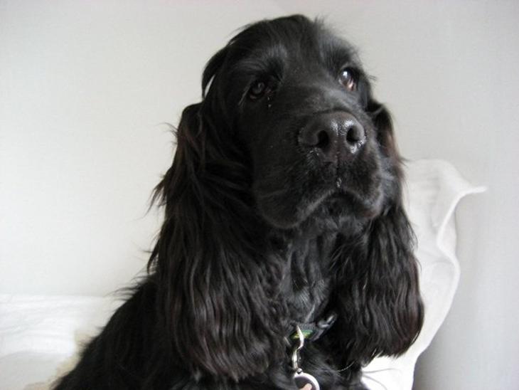 Cocker spaniel Charlie billede 1