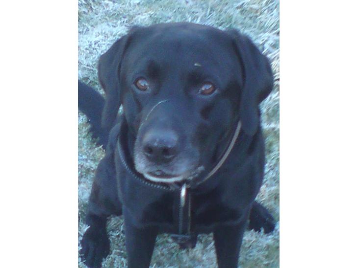Labrador retriever Mickey billede 1
