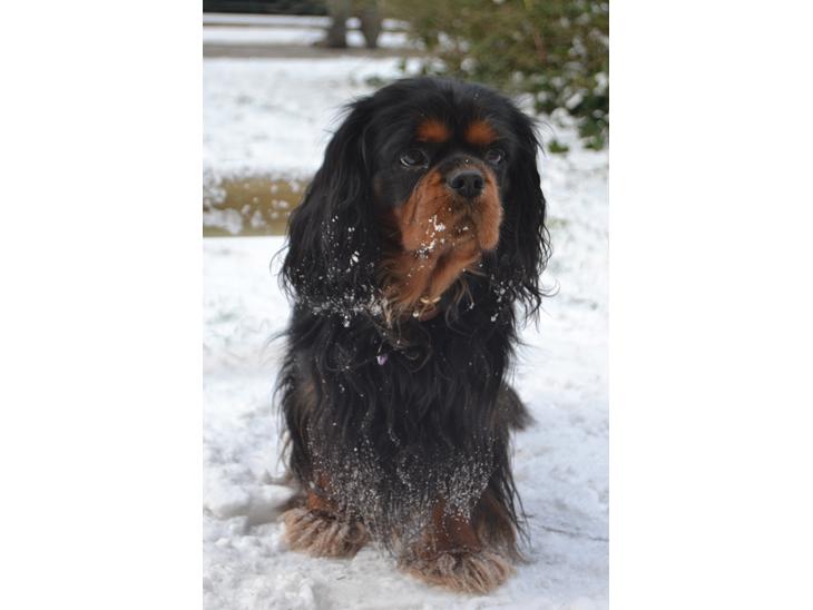Cavalier king charles spaniel Johnny - Hej og velkommen til Johnnys profil :-)
- Elsker den hund overalt på jorden<3 billede 1