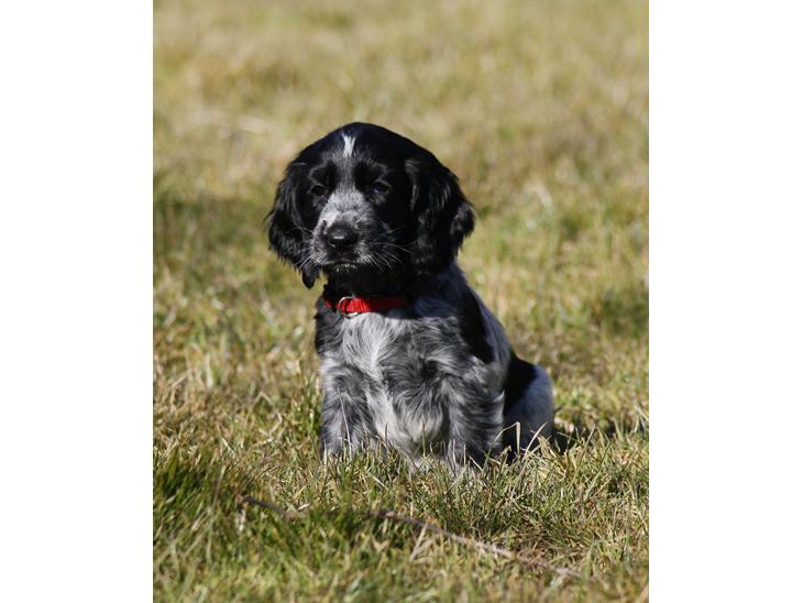 Cocker spaniel Mille billede 1