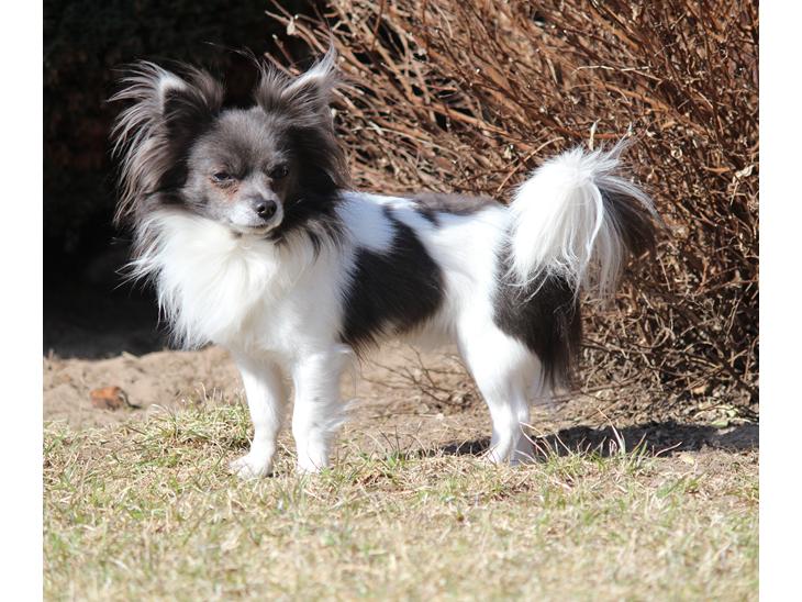 {{currentPhoto.altText}} billede {{currentPhoto.number}}